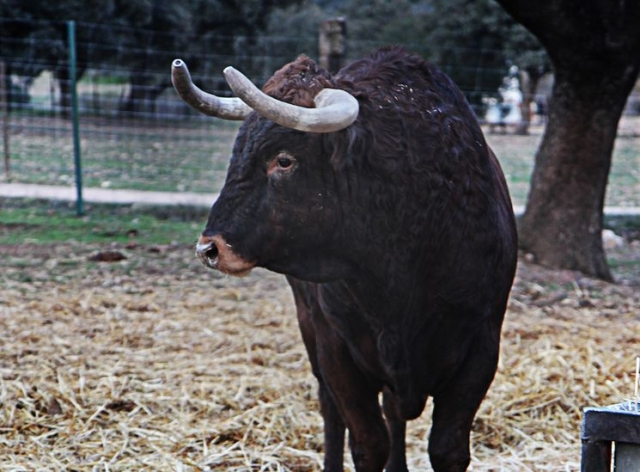 vaquilla negra en un recinto cerrado